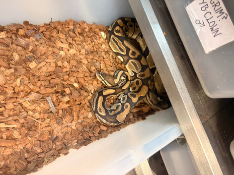 Adult males proven ball pythons