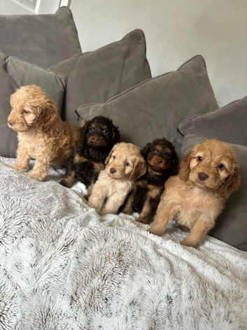 Chocolate an tan wrapped in cream Cockapoo puppies