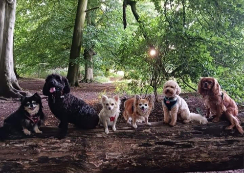 Home from Home Dog Boarding & Day Care