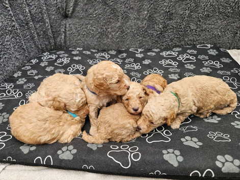 Miniature Golden Doodle