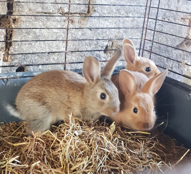 Netherland dwarf cross mini rex rabbits