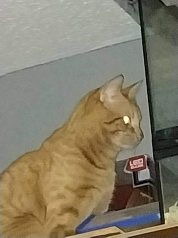 Ginger male adult cat
