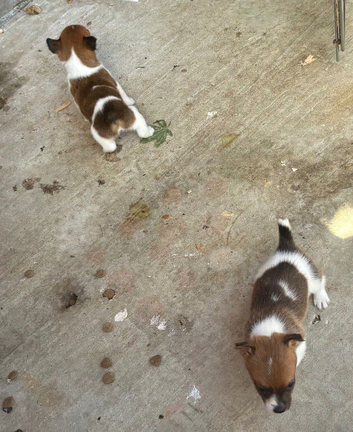 Jack Russell puppies