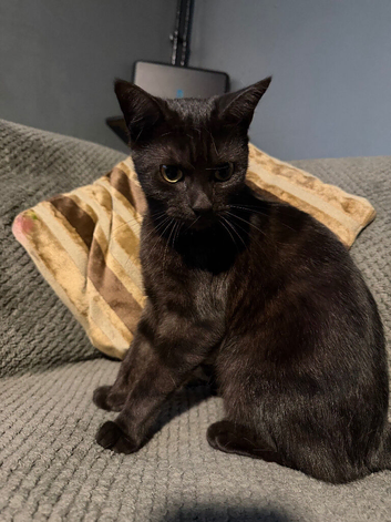 1 year old female
