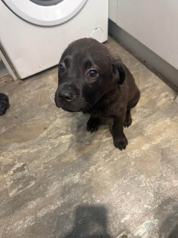 Staffy x Lab mix puppy