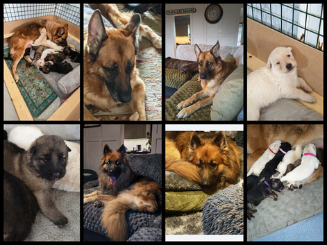 Beautiful chunky GSD pups for sale