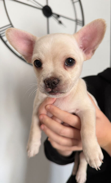 French bulldog x chihuahua puppies