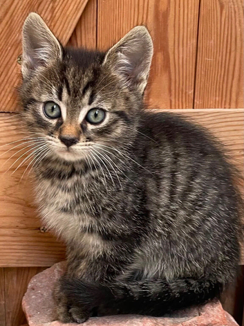 Gorgeous Tabby Male Kitten
