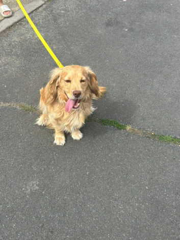 Cocker spaniel stud