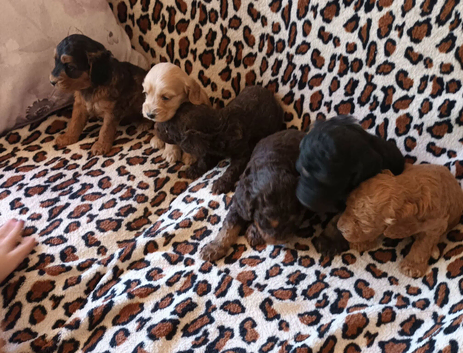 STUNNING F1b COCKAPOOS FROM 5* LICENCED BREEDER