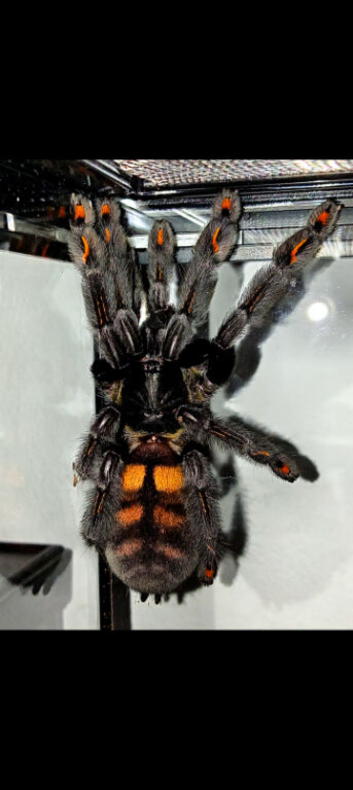 Venezuelan suntiger Psalmopoeus irminia. Slings 1cm! Now available!