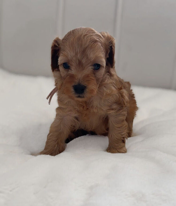 Beautiful Cavapoo Puppies - Loving Forever Homes