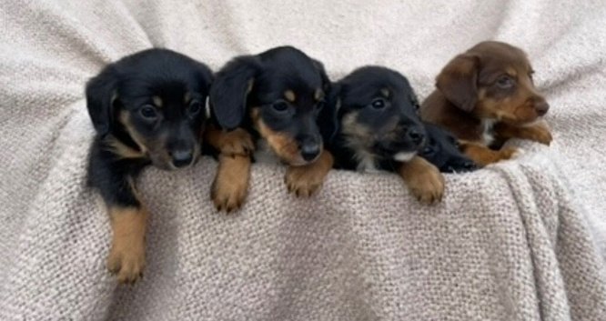 Gorgeous Cocker Spaniel x Collie pups