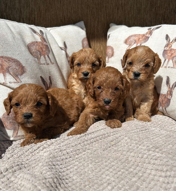 Beautiful F1 Cavapoo Puppies