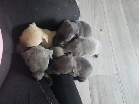 Whippet X Italian greyhound