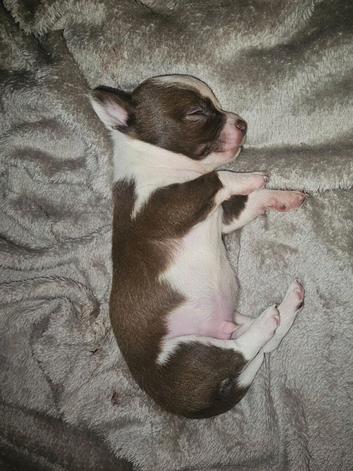 Chihuhua for sale