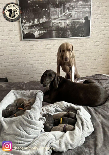 ️Adorable KC-Registered Weimaraner Puppies️