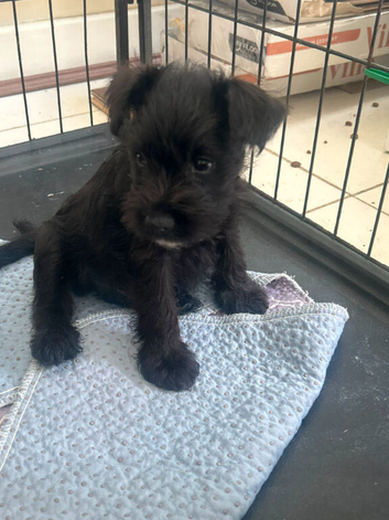 Miniature Schnauzers