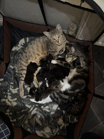 Stunning cross fluffy Bengal kittens