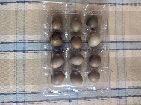 Chinese Painted Quail eggs,