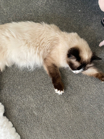 Ragdoll X kittens for sale