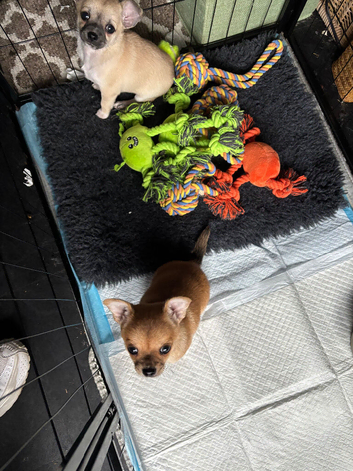 Chihuahua pups