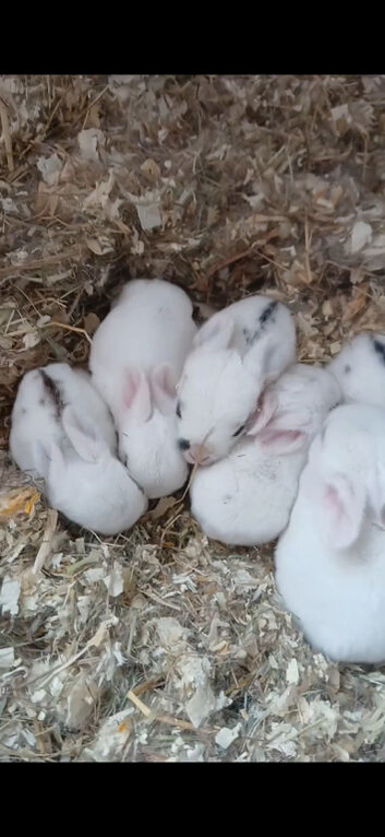Rabbit kits