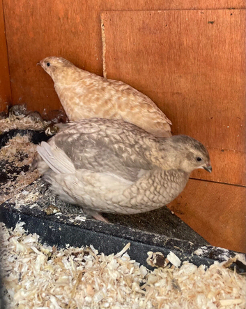 Three Beautiful POL quail (x1 celadon)