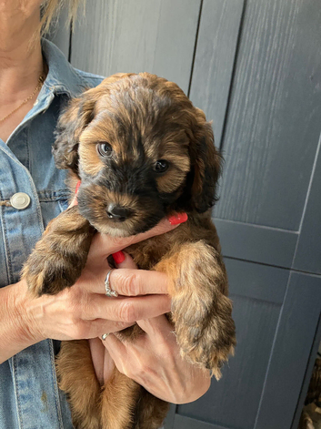 Gorgeous Jackappoo puppies