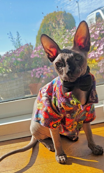 Majestic Male Sphynx Kitten