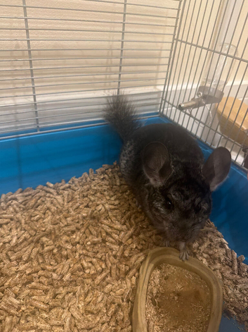 Chinchila