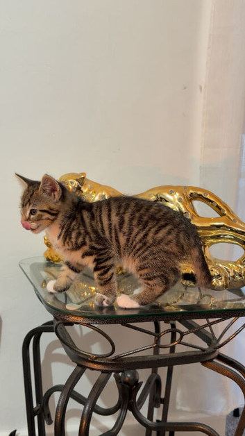 Adorable Tabby Kitten for Rehoming