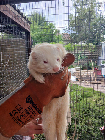 Albino hob