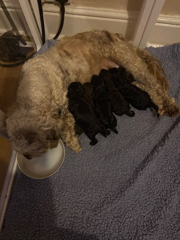 Mini cockapoos
