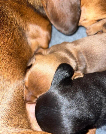 Dachshunds ready soon