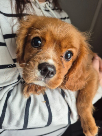 READY NOW 1 beautiful king Charles Cavalier spaniels READY NOWlooking for forever homes