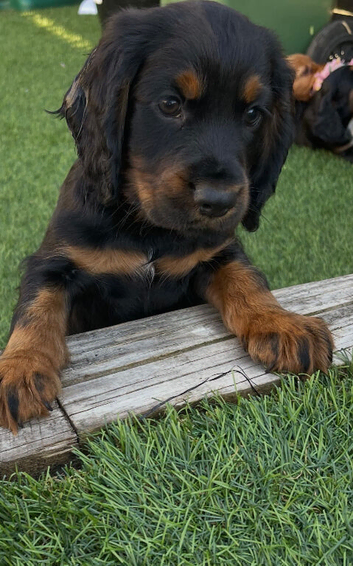 Last two Beautiful cocker spaniel puppies