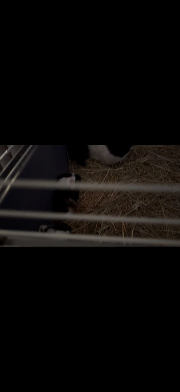 Guinea pigs