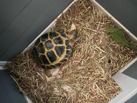 8 year old Horsefield Tortoise Female