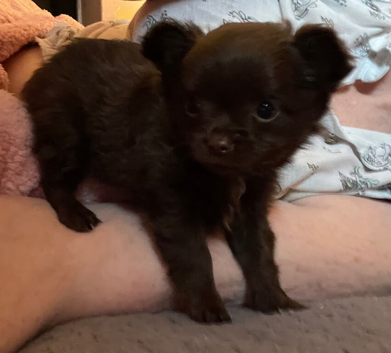 Chihuahua appledomed long haired girl