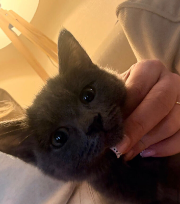 Beautiful friendly kitten