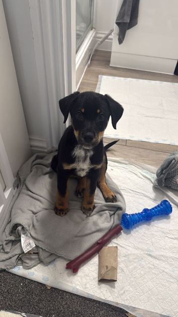 Creed - German shepmatian x Rottweiler puppy