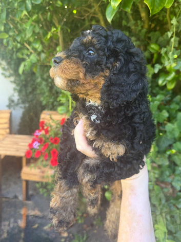 Cavapoo curly wurly puppies 5 * Council reg&rsquo;d