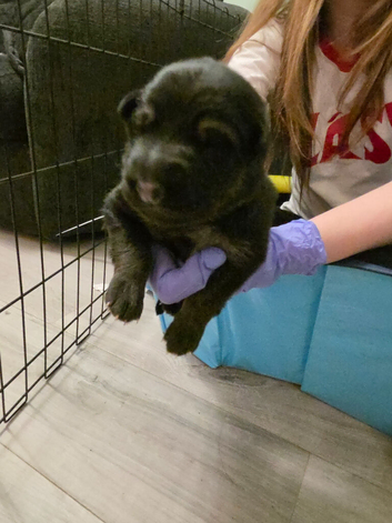 German Shepherd long-haired puppies