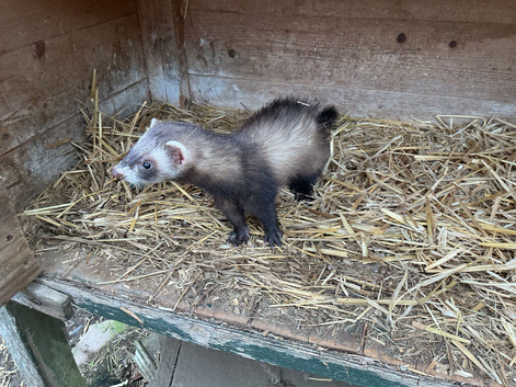 YOUNG JILL FERRETS FOR  SALE.