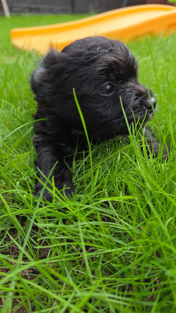Biewer Yorkshire terrier puppy
