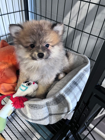 Female pomeranian