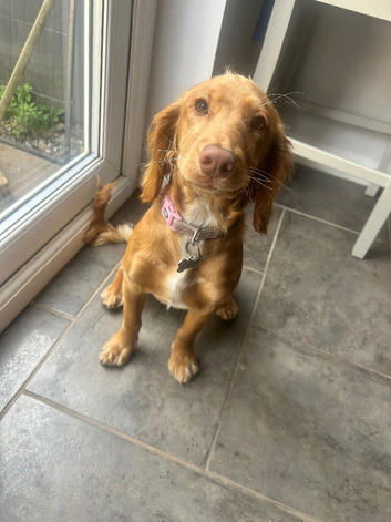 6-Month-Old Female Cockapoo - Looking for Her Forever Home