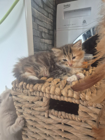 3/4 maine coon kittens