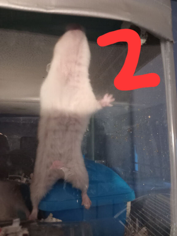 I have 2 Syrian hamster for sale